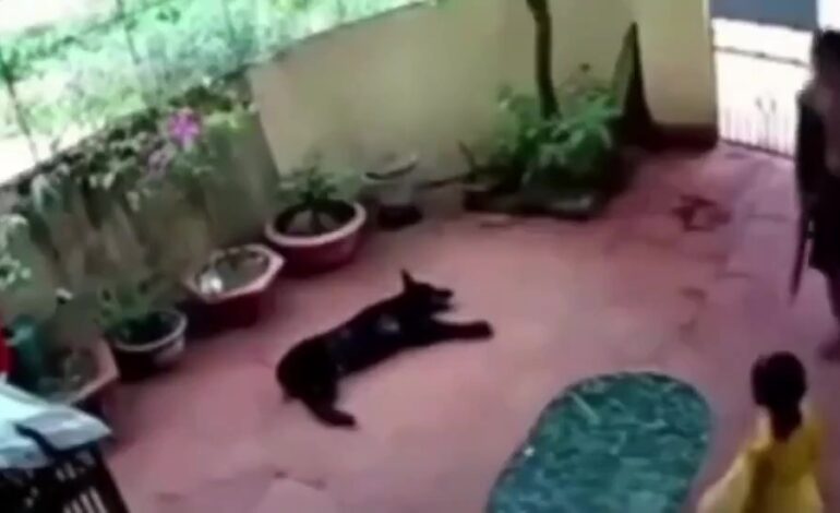 Este perrito finge su muerte para salvar a niña de Secuestro. ¡Un verdadero héroe!