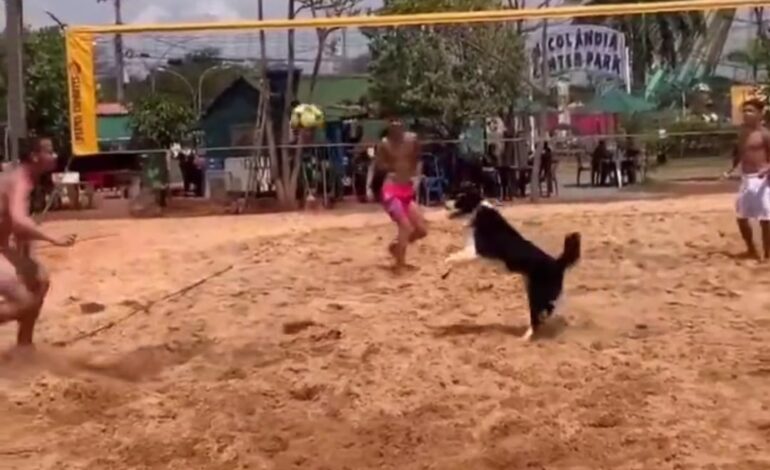  Perro la rompe en el voleibol de playa se hace viral en redes.