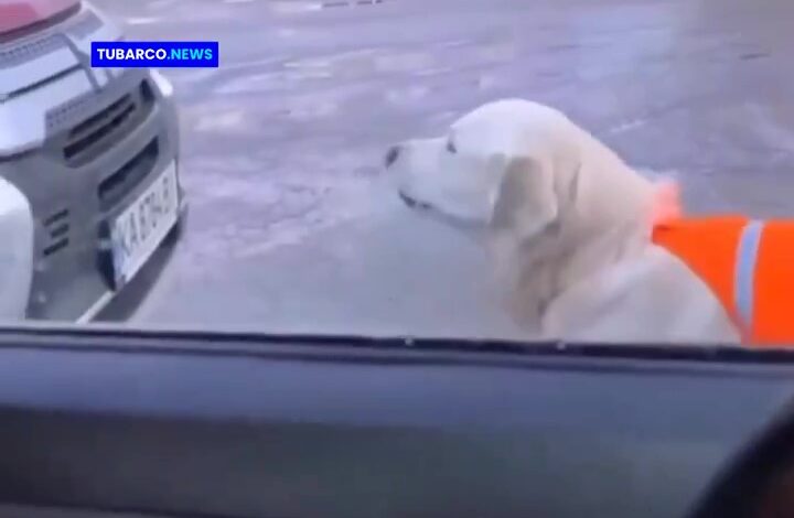  «¡Conmovedor! perro detiene el tráfico y ‘regaña’ a los conductores por no parar pronto, mientras ayuda a su amo con discapacidad visual a cruzar la calle.