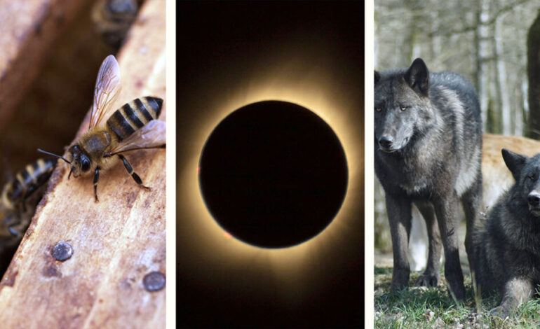 Así reaccionaron los animales de La Pastora por el eclipse solar