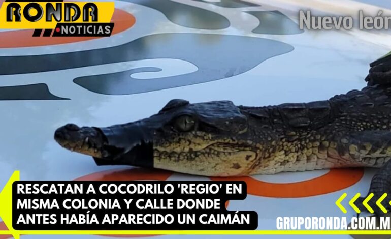 Rescatan a cocodrilo ‘regio’ en misma colonia y calle donde antes había aparecido un caimán