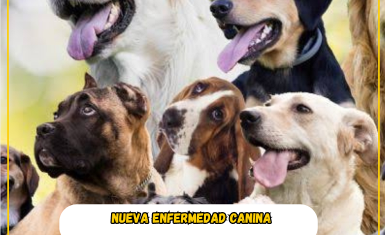  Nueva enfermedad peligrosa en Perros