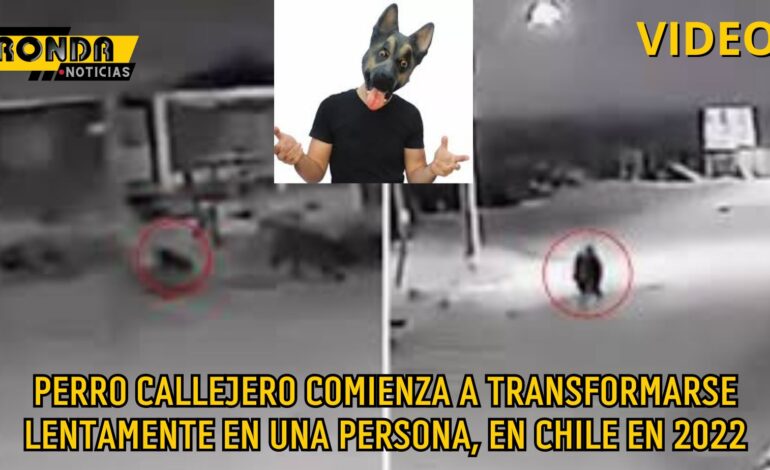 Perro callejero comienza a transformarse lentamente en una persona, en chile en 2022