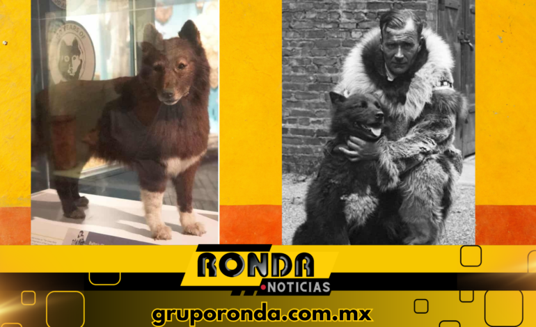 Balto no era simplemente un perro, ¡era un verdadero héroe que cambió la historia!