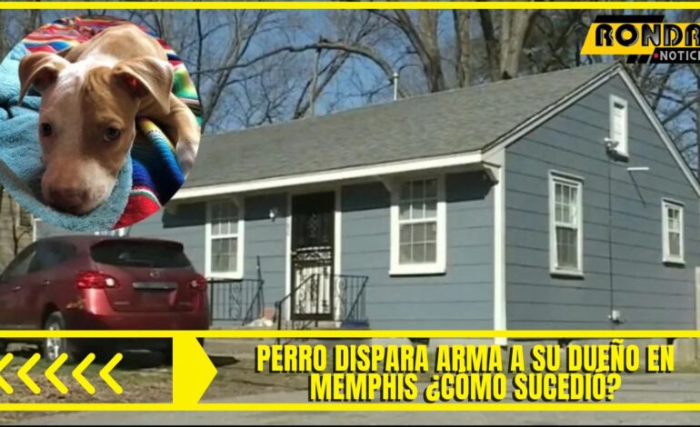 Perro dispara arma a su dueño en Memphis ¿Cómo sucedió?