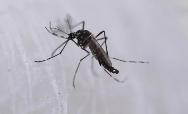 Confirman primer caso local de chikungunya en Nueva York
