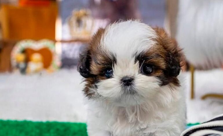  Detectan gusano barrenador en perro de San Pedro