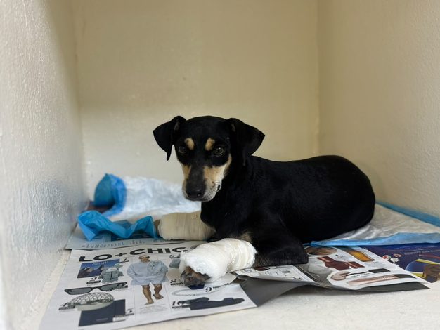  RESCATA ESCOBEDO A ‘BRUNO’,PERRO VÍCTIMA DE MALTRATO ANIMAL